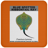 GR BS RIBBONTAIL C