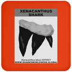 GR XENACANTHUS T C