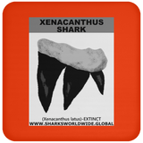 GR XENACANTHUS T C