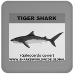 SSP TIGER SHARK C