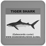 SSP TIGER SHARK C