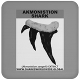 GR AKMONISTION T C