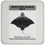 SPOTTED EAGLE RAY C