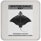SPOTTED EAGLE RAY C