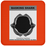 GR BASKING SHARK J C