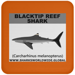 SSP BLACKTIP REEF C