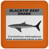 SSP BLACKTIP REEF C