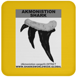GR AKMONISTION T C