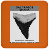 GR GALAPAGOS T C