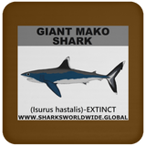 SSP GIANT MAKO C