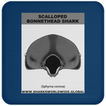 GR SCAL BONN J C