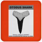 GR OTODUS T C