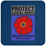 PCRS ROSE C