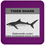 SSP TIGER SHARK C