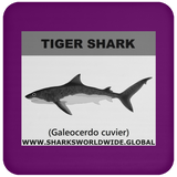 SSP TIGER SHARK C