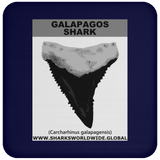 GR GALAPAGOS T C