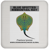 GR BS RIBBONTAIL C
