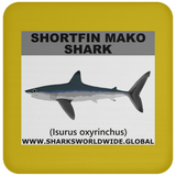SSP SHORTFIN C