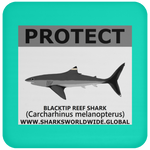 PRS BLACKTIP REEF V2 C