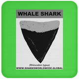 GR WHALE S T C
