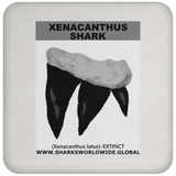 GR XENACANTHUS T C