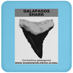 GR GALAPAGOS T C