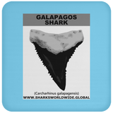 GR GALAPAGOS T C
