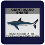 SSP GIANT MAKO C