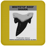 GR WHITETIPR T C