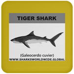 SSP TIGER SHARK C
