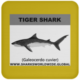SSP TIGER SHARK C