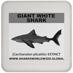 SSP GIANT WHITE C