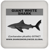 SSP GIANT WHITE C