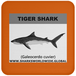 SSP TIGER SHARK C
