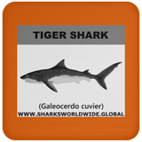 SSP TIGER SHARK C