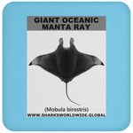 G OCEANIC MANTA C