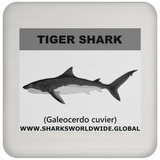 SSP TIGER SHARK C