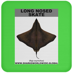 LONG NOSED SKATE C