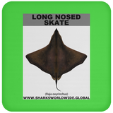 LONG NOSED SKATE C