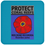 PCRS ROSE C
