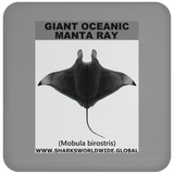 G OCEANIC MANTA C