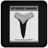 GR OTODUS T C