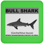 SSP BULL SHARK C