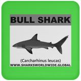 SSP BULL SHARK C
