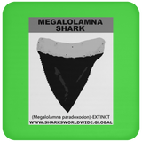 GR MEGALOLAM T C