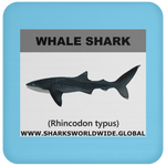 SSP WHALE S C