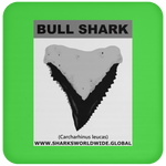 GR BULL SHARK T C