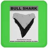GR BULL SHARK T C
