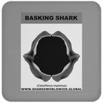 GR BASKING SHARK J C