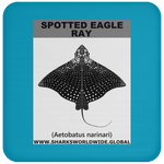 SPOTTED EAGLE RAY C